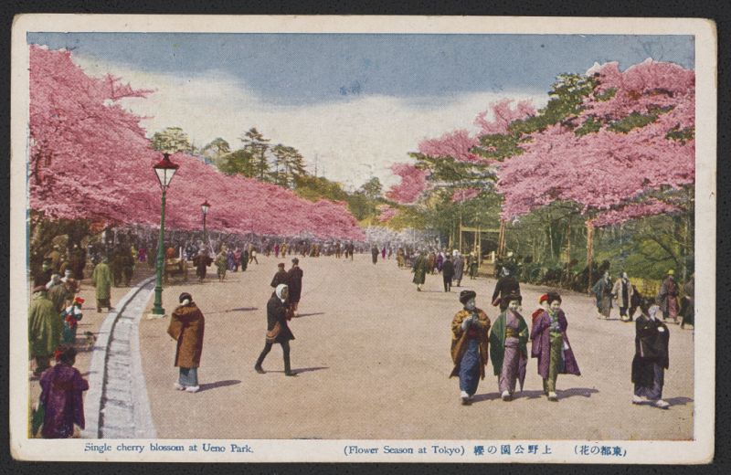 hanami hanami